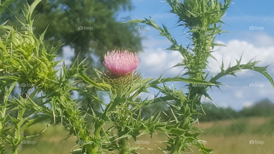 thistle