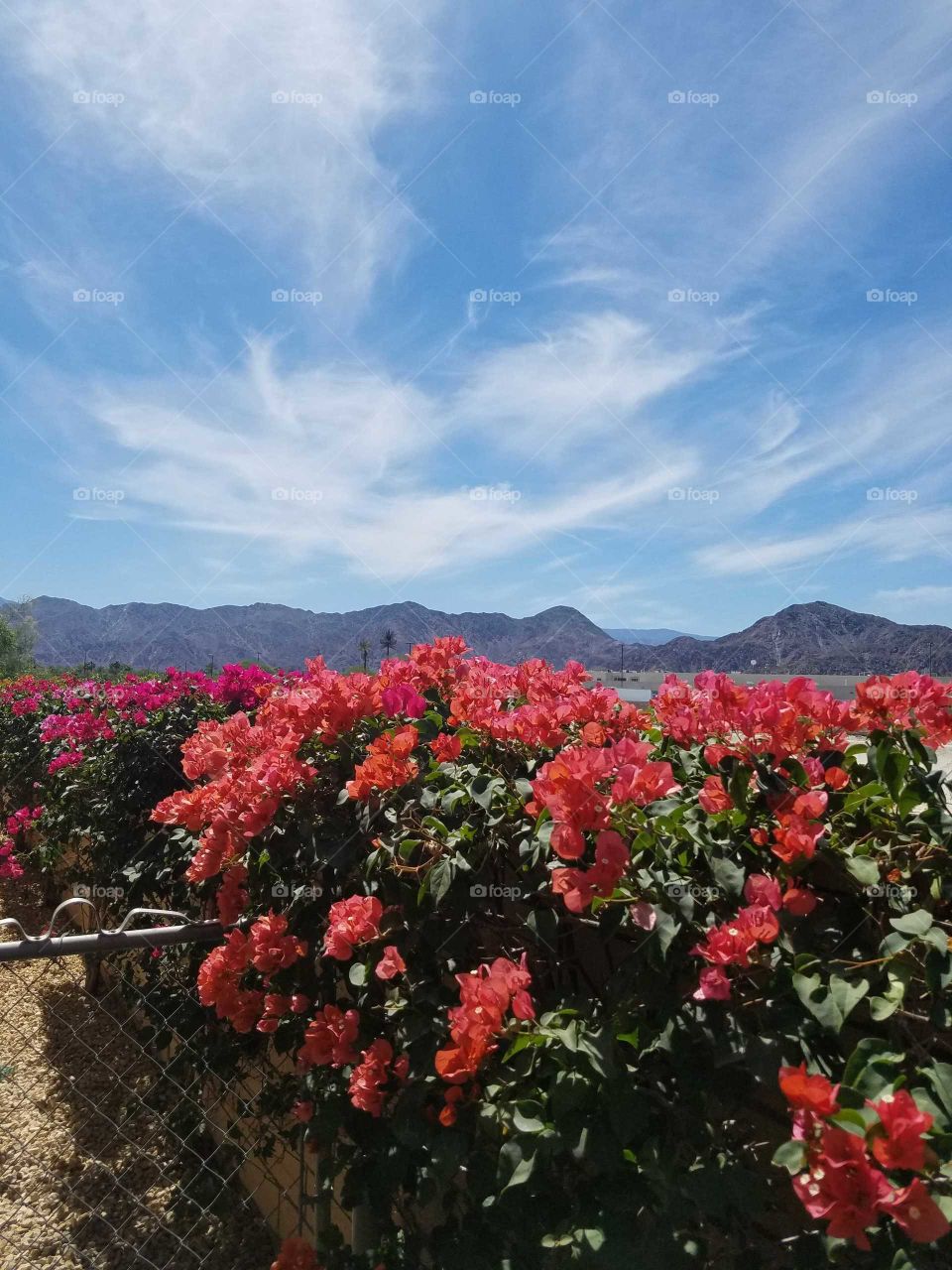 pink flowers in the Desert