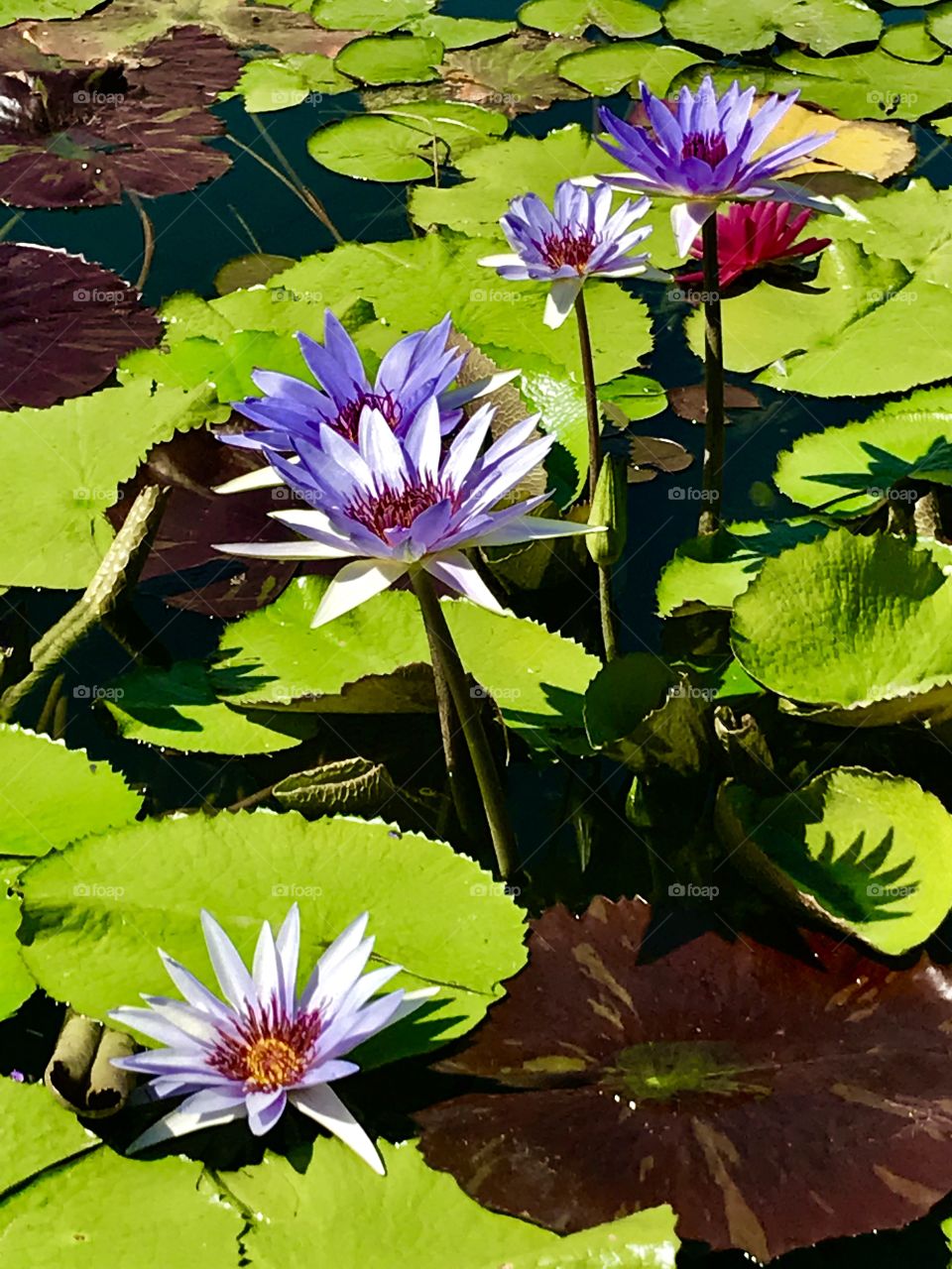 Pool, Flower, Lotus, Lily, Leaf