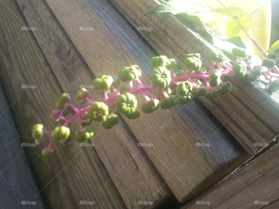 What's This?. its growing from under our deck stairs