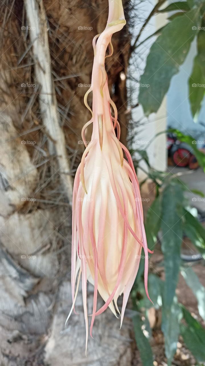 Lady of the night flower in bud