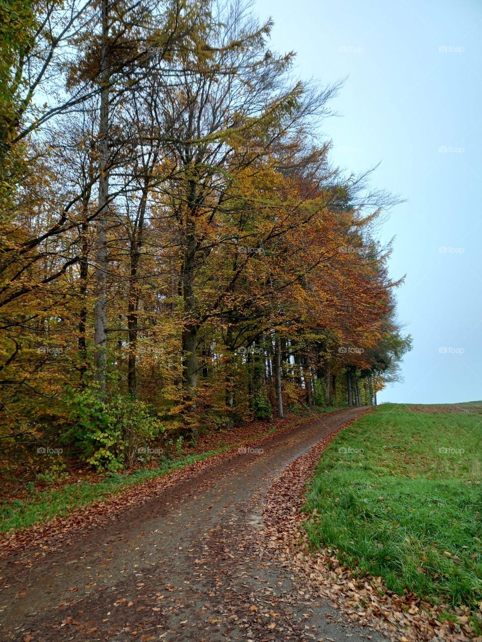Tree-lined Road in the Countryside