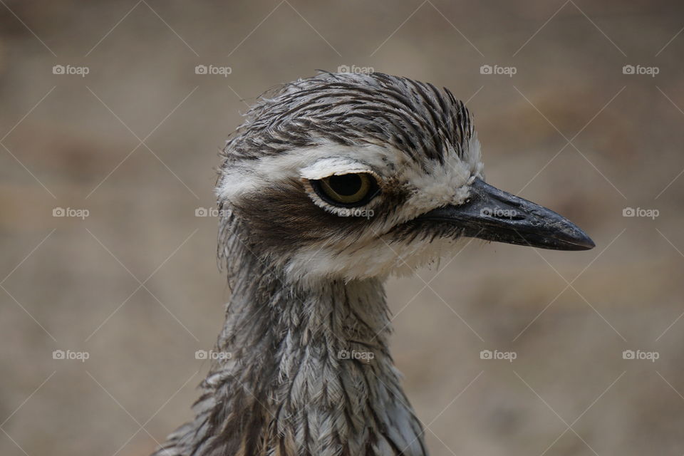 Mallee Fowl