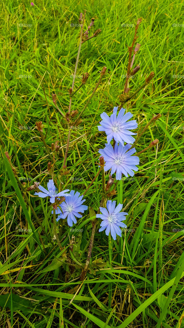 blue flowers chicory