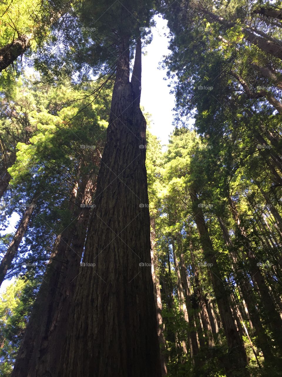 Huge tree