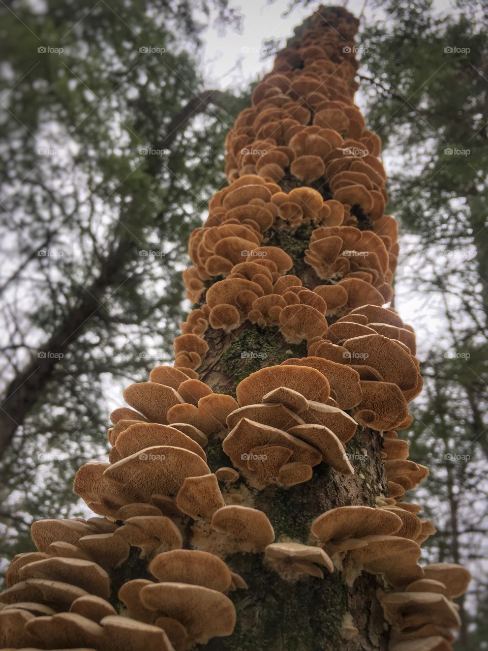 Forest fungi in Maine