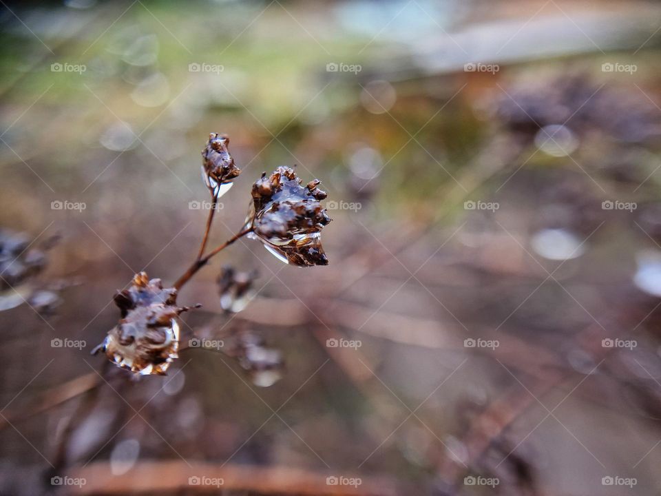 Plant during rain