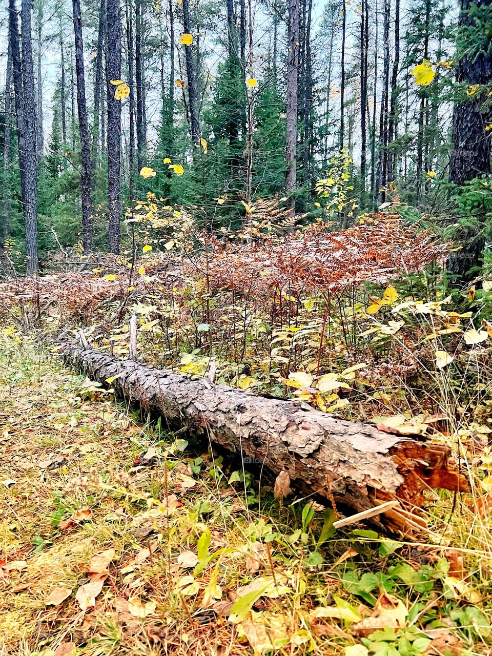 Log and leaves 
