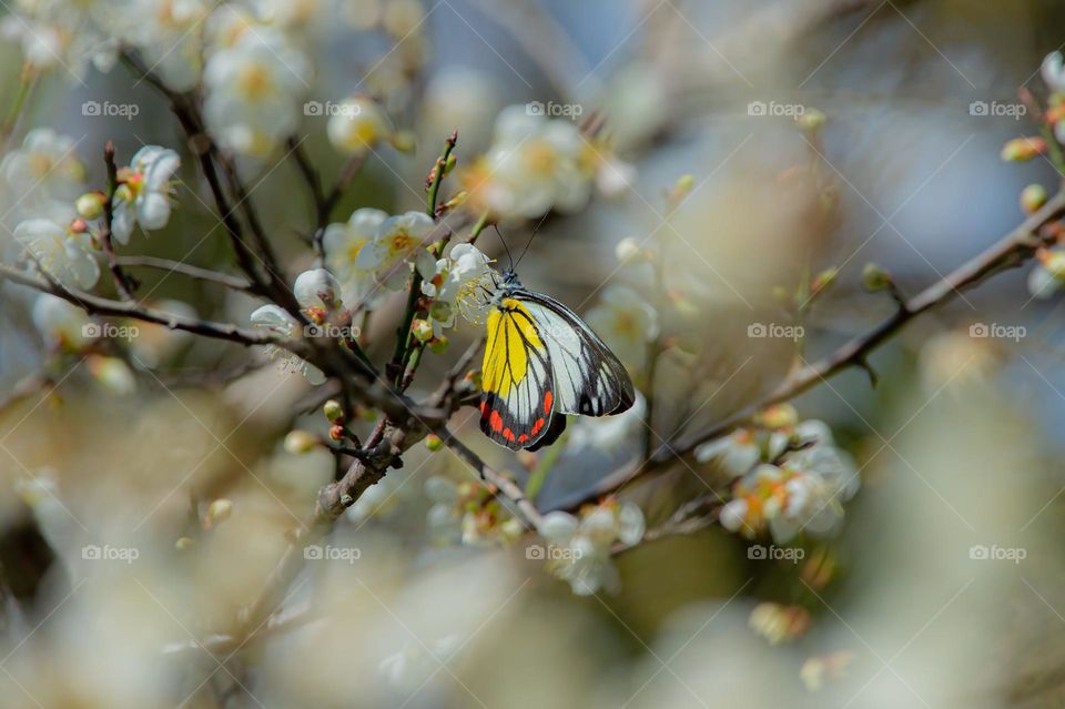 Beautiful and colourful butterfly
