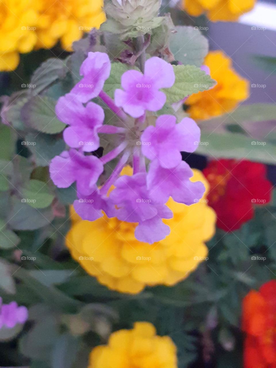 complementary colors