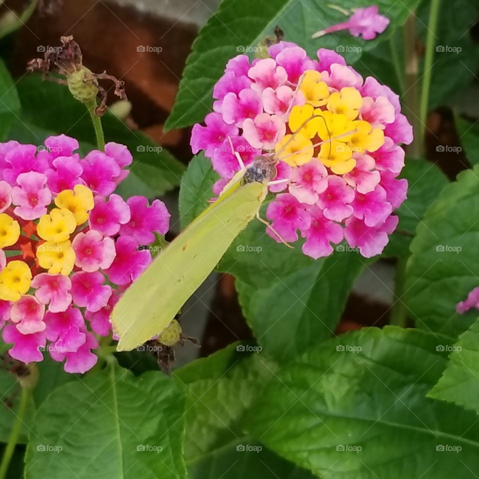 Yellow butterfly