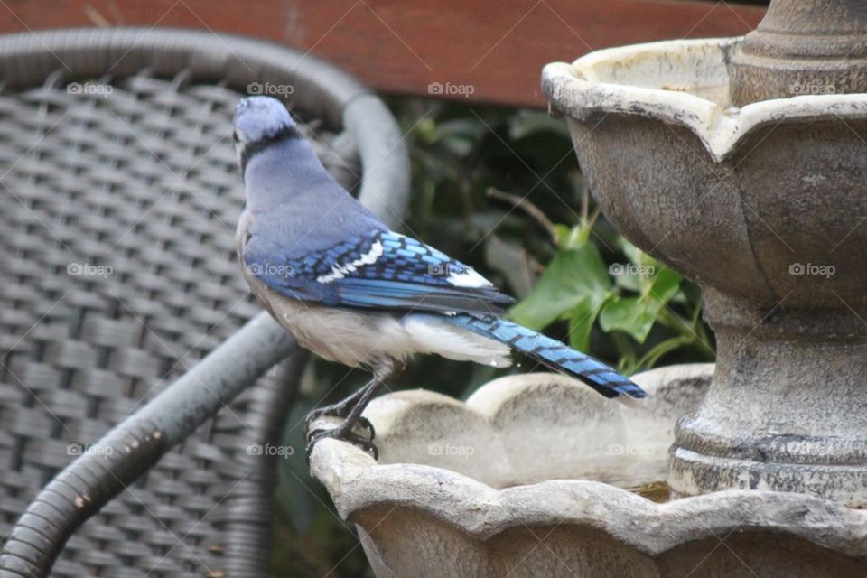 Bluejay Feathers