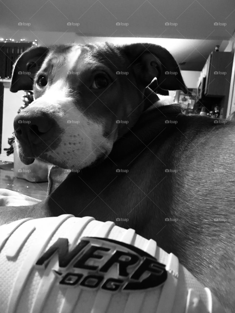 Labrabull with Nerf football in black and white at Christmas 