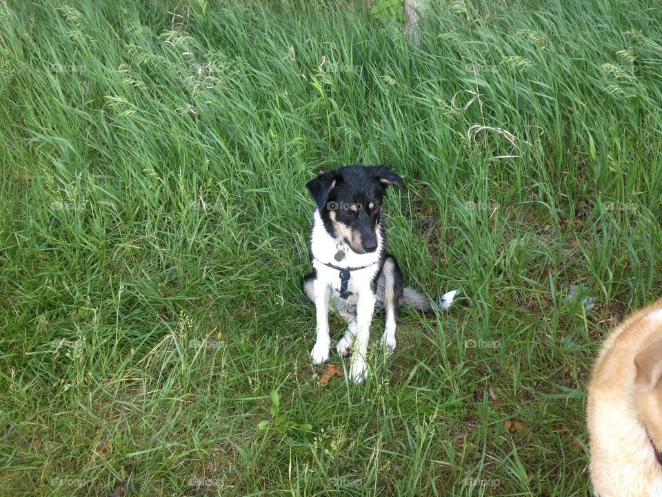 Puppy at the lake. Piper being adorable