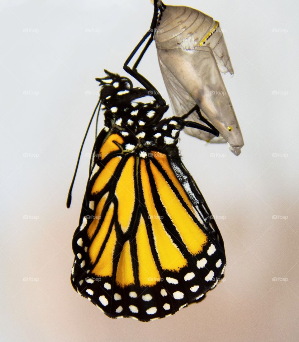Monarch butterfly hanging while holding onto its chrysalis to dry its wings 