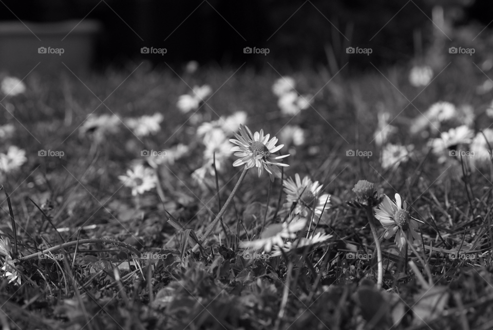 spring flower summer daisy by Pahars