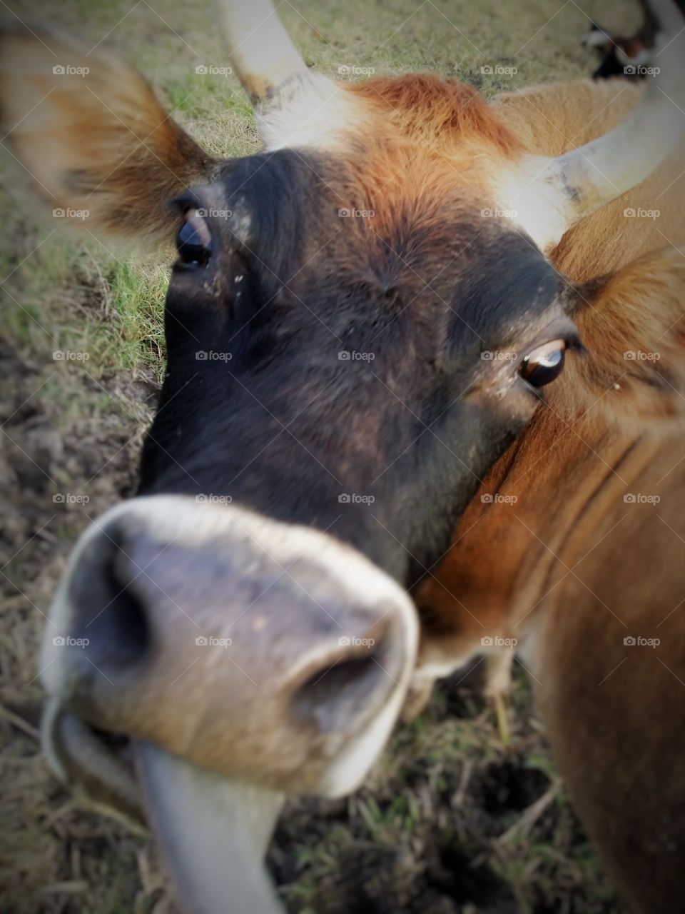 Cow Kiss