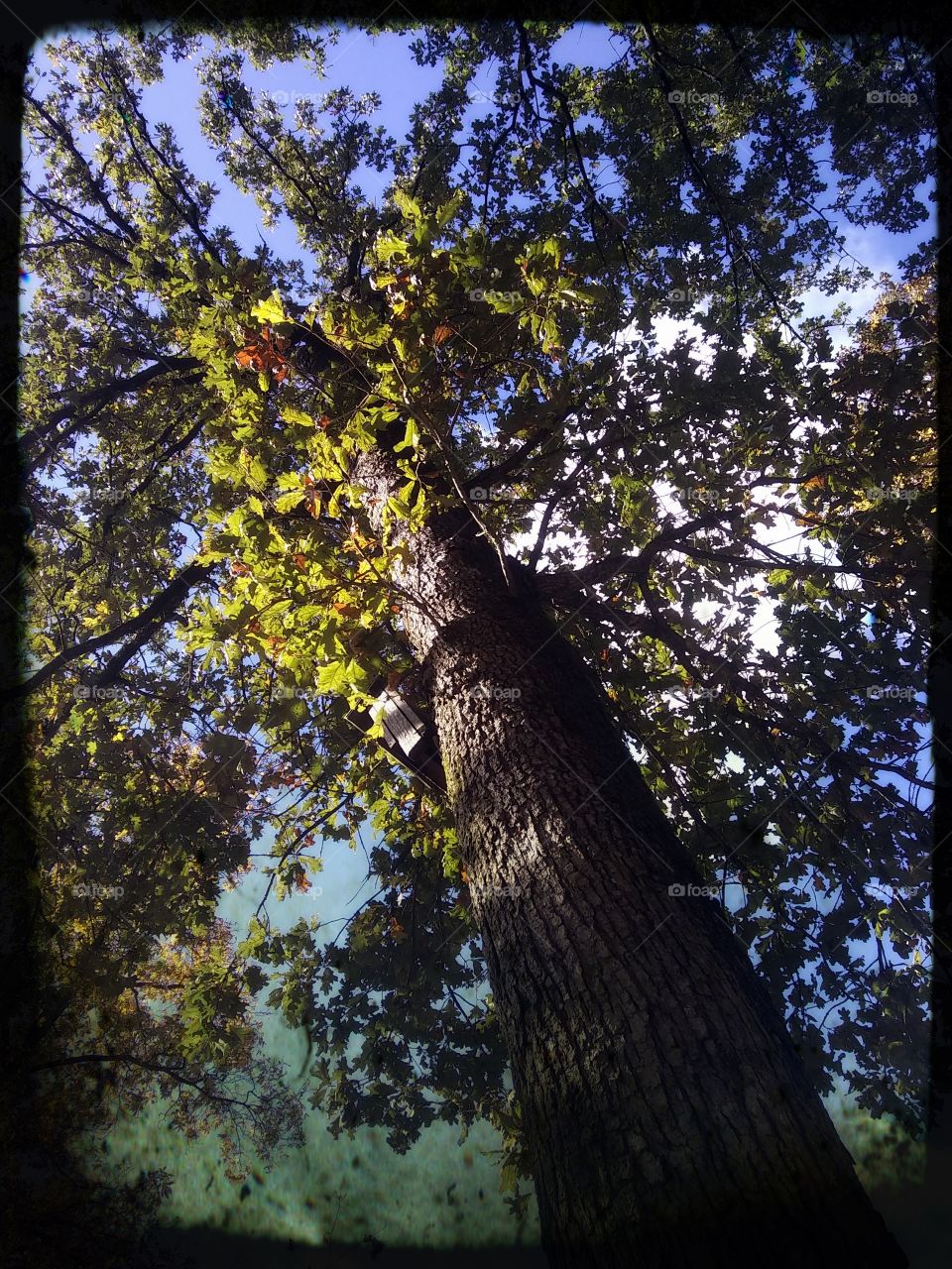 under the canopy