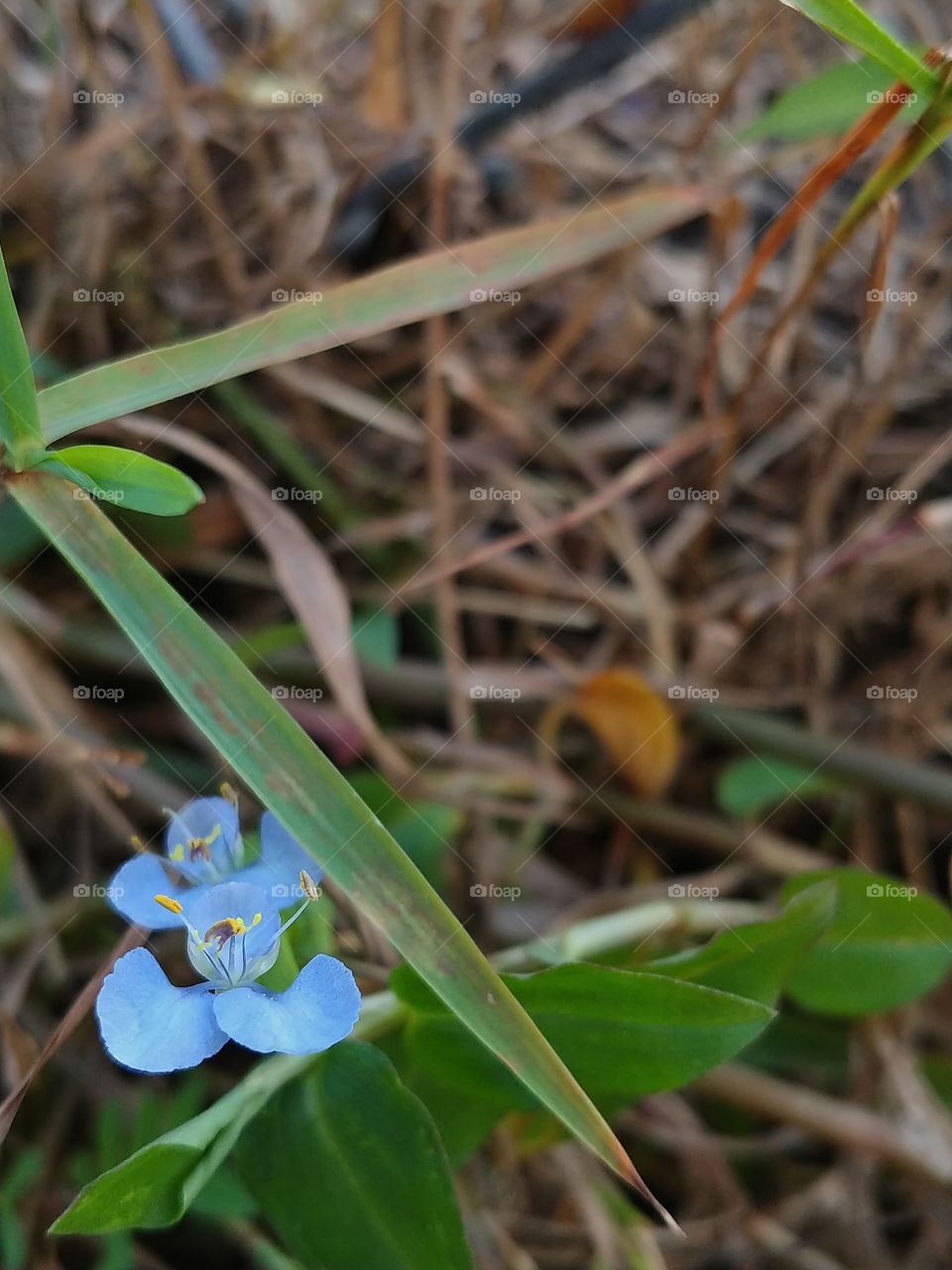 Tiny blue flowers growing amongst blades of grass and leaves next to a fence with dead twigs.