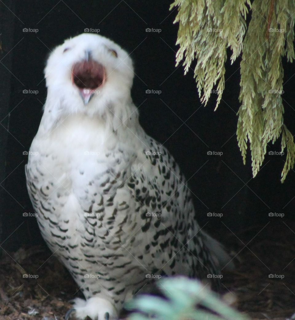 Yawning owl. Yawning owl
