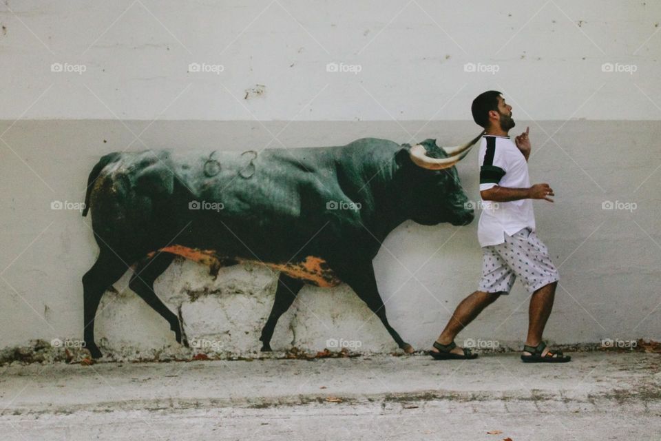 Pamplona bulls