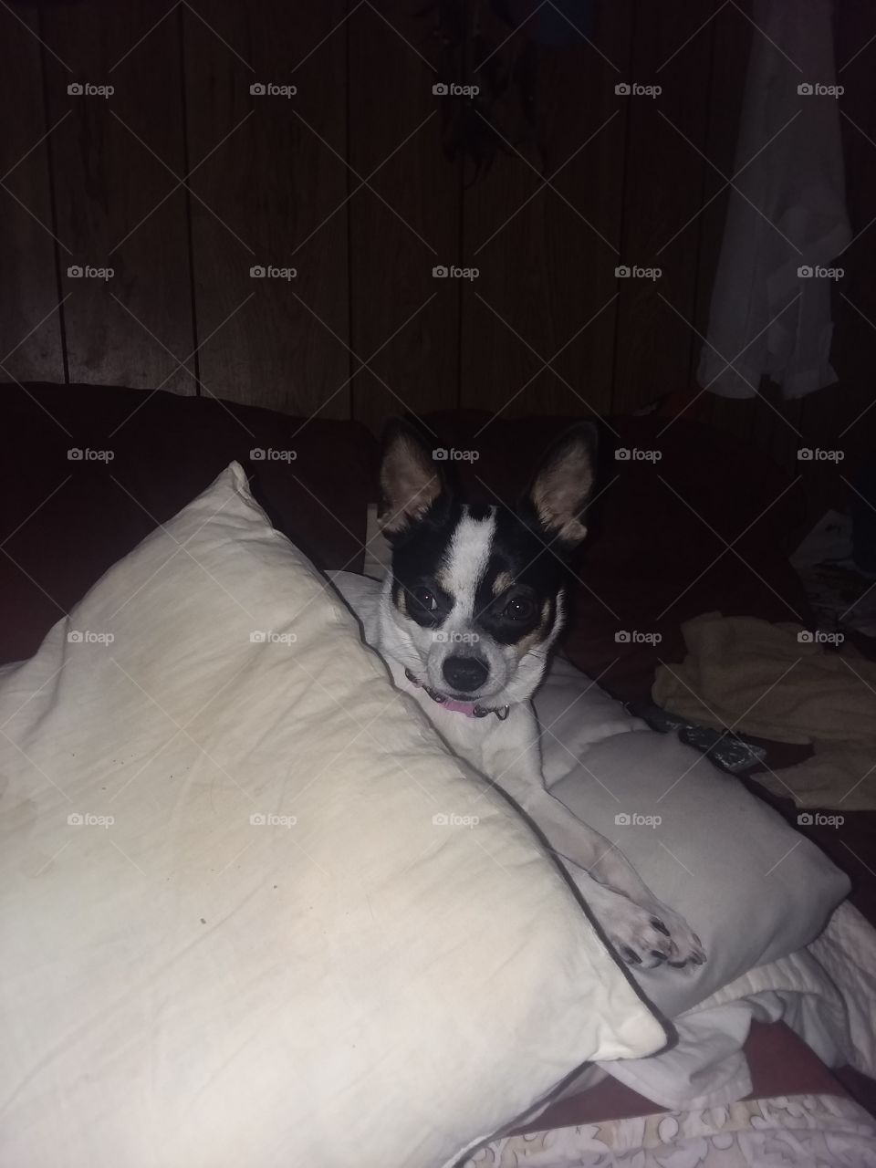 she decided she was Queen of the pillow Mountain