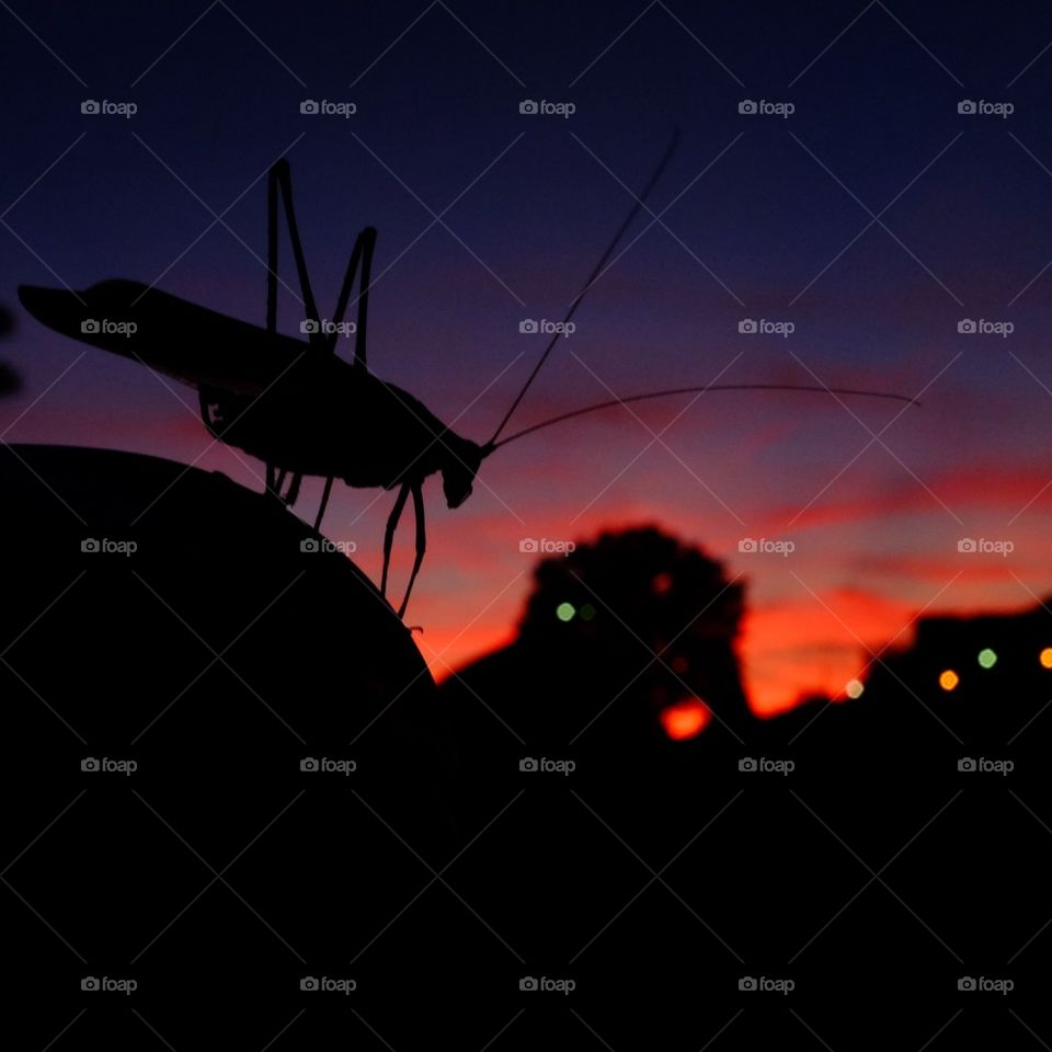 Grasshopper at sunset
