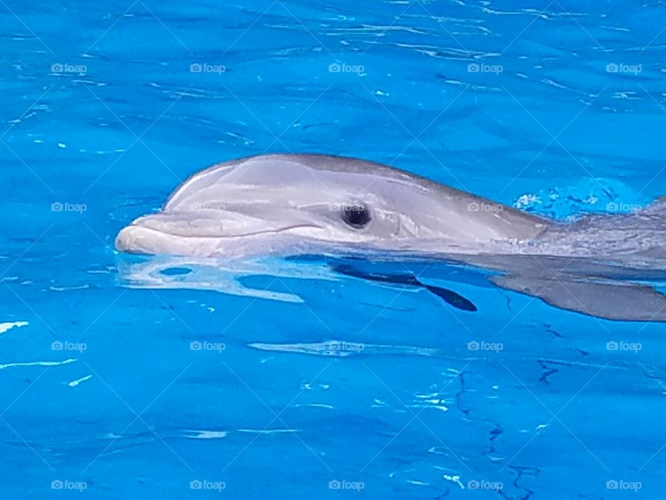 Dolphin in sea