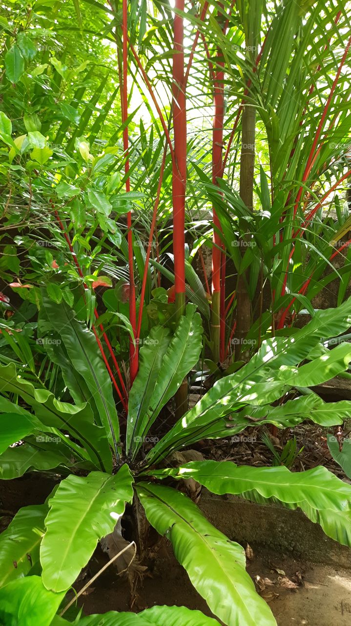 red farm  and birds nest farm in my garden