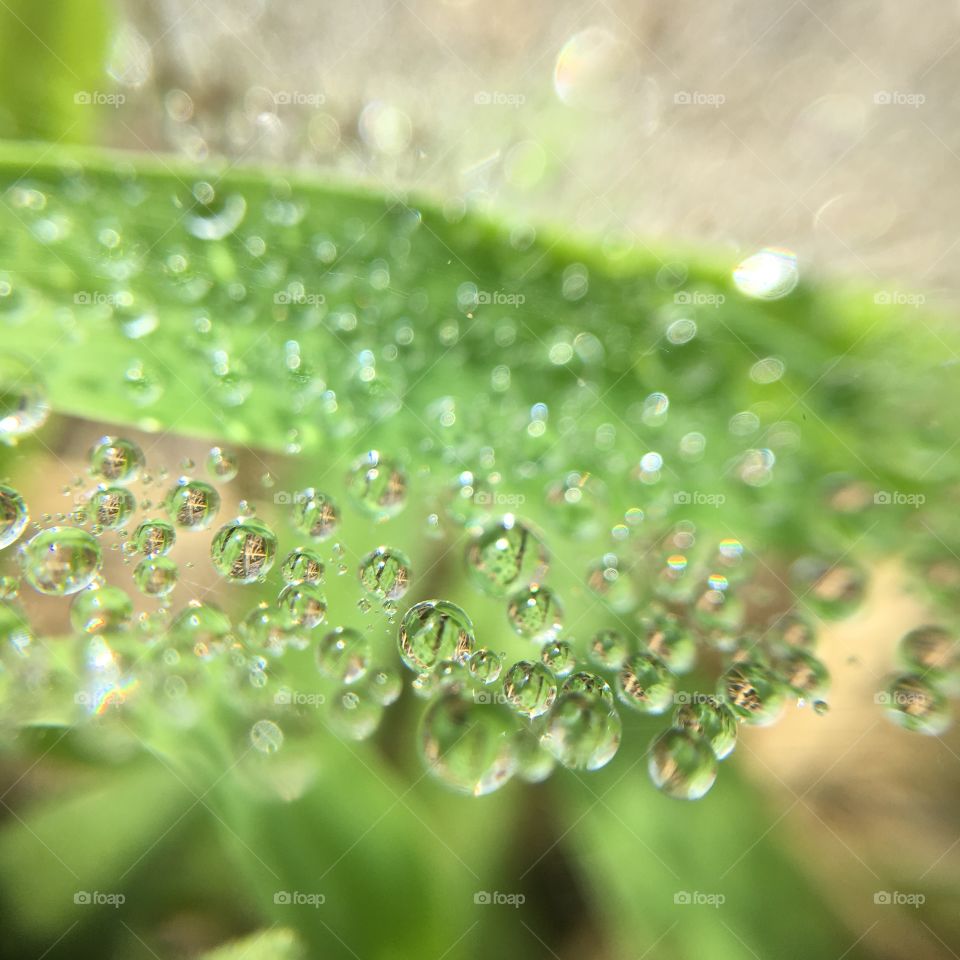 Water droplets in spiderweb