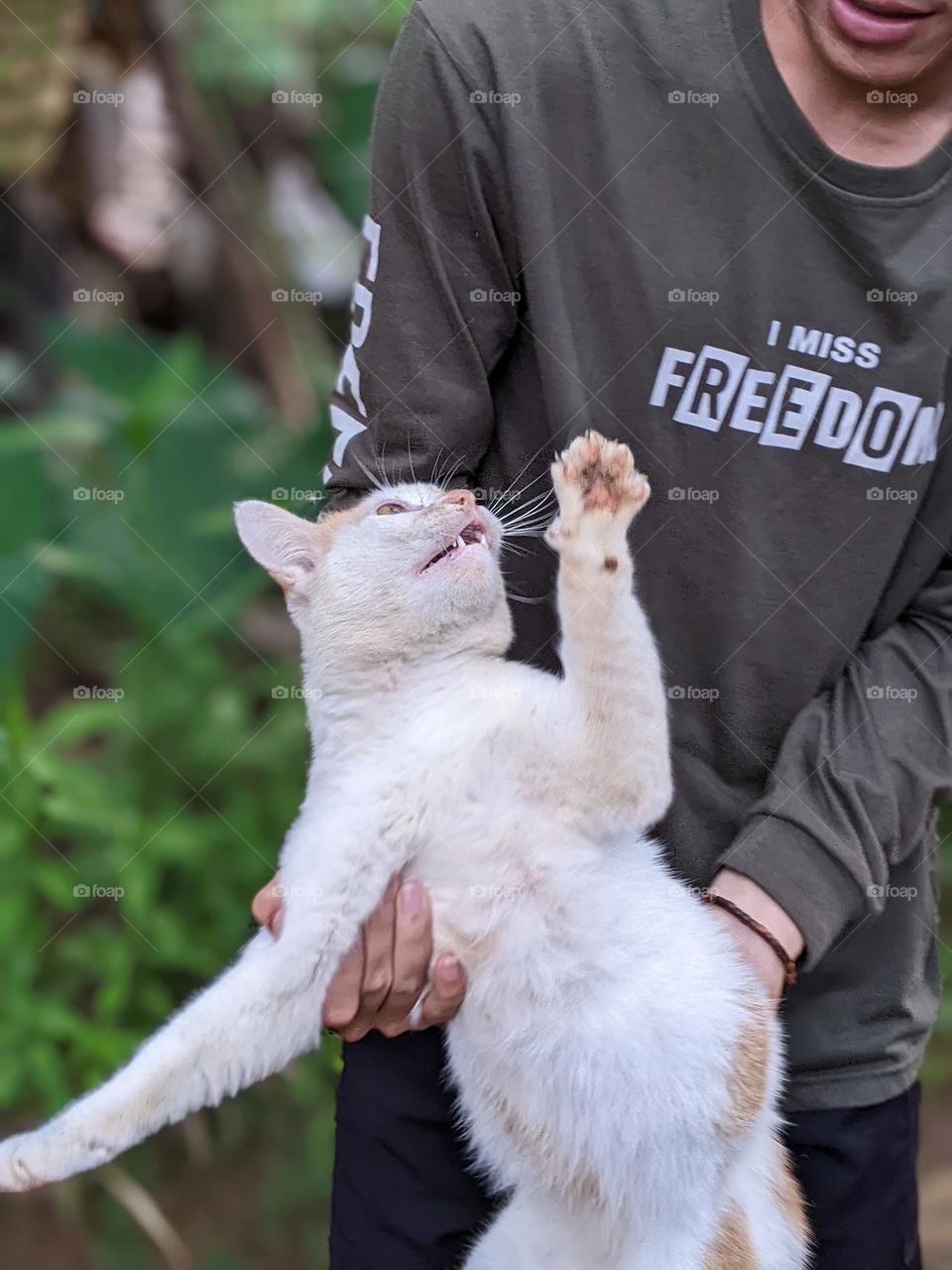 a white cat that doesn't want to be touched😅