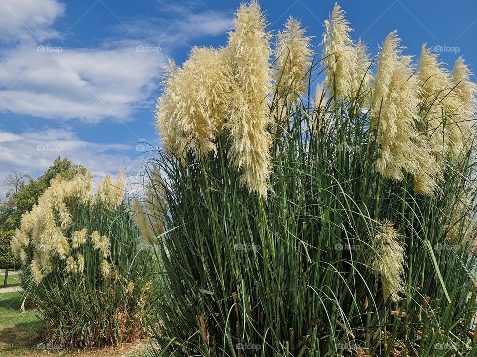 Lesson 2: Join to Premium by Foap Missions