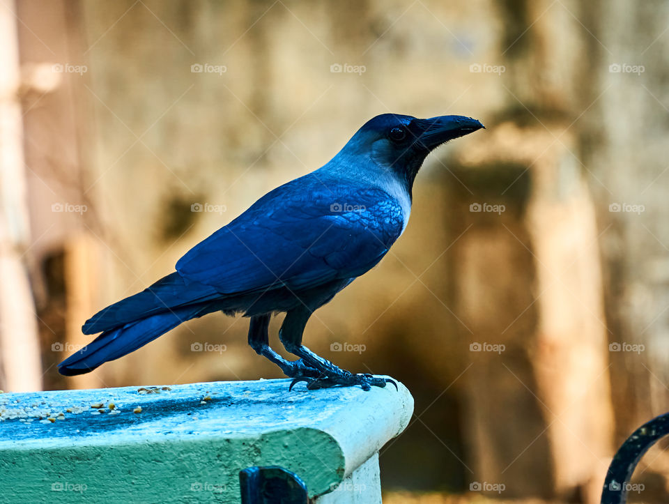 Bird photography - Crow - Seeking friends