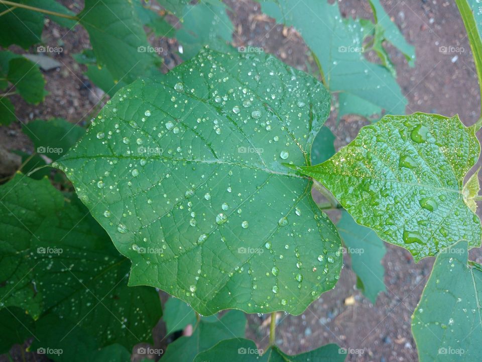 rain drops on the leaf