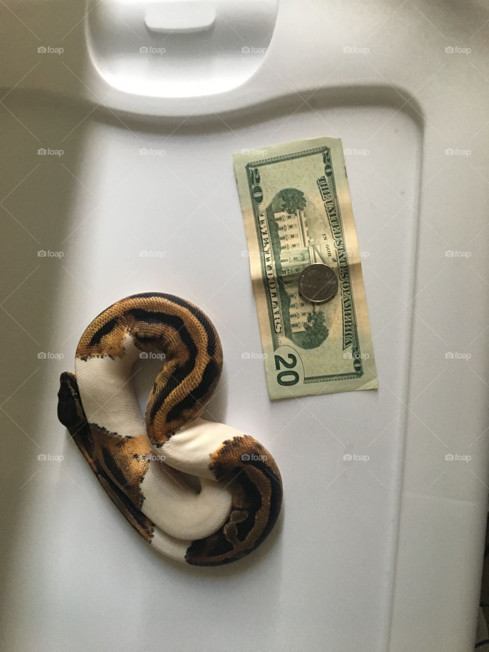 Snake and dollar
