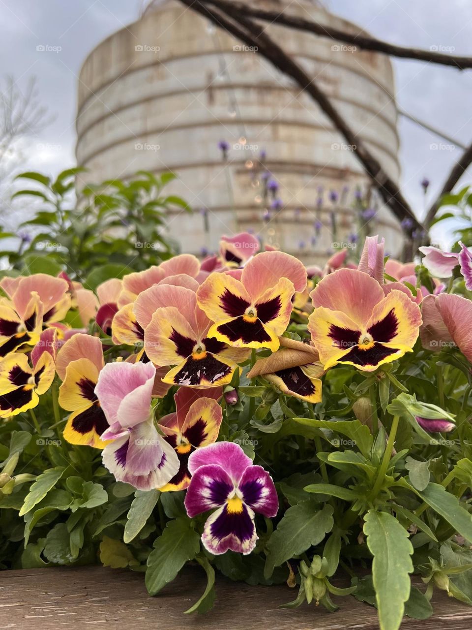 Pansy flowers with tower behind