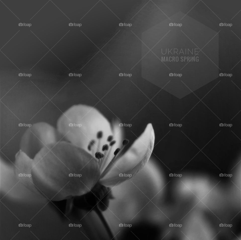 Ukraine 🇺🇦 macro