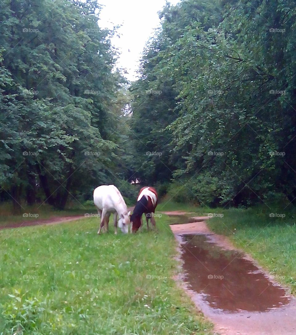 two horse in green park