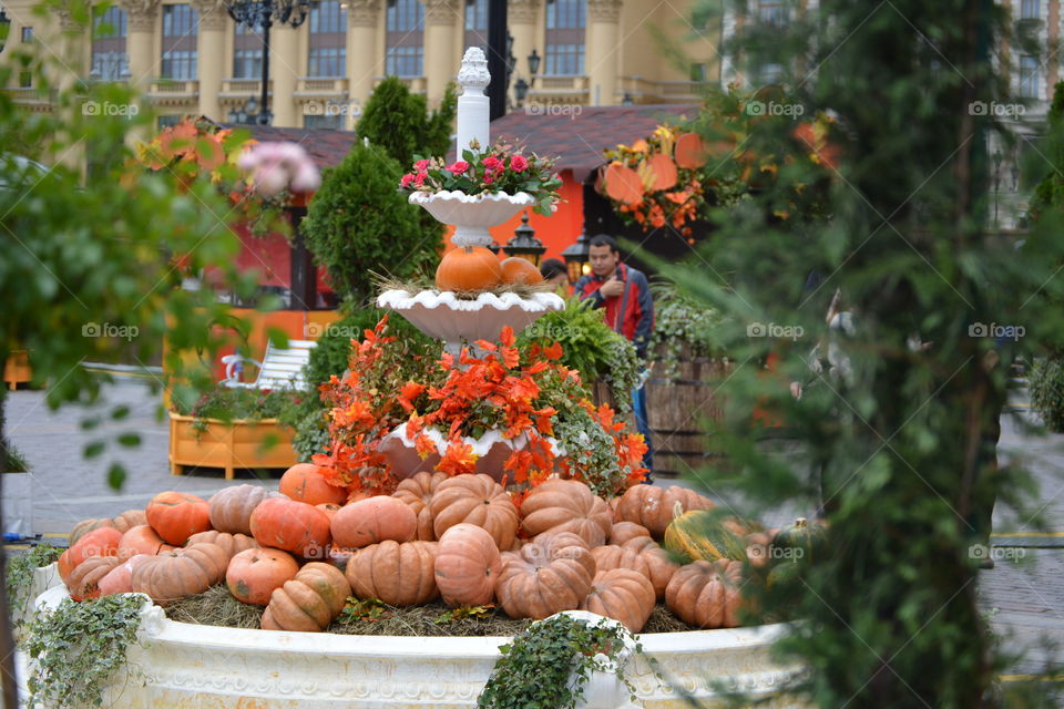 Garden, Flower, No Person, Tree, Decoration