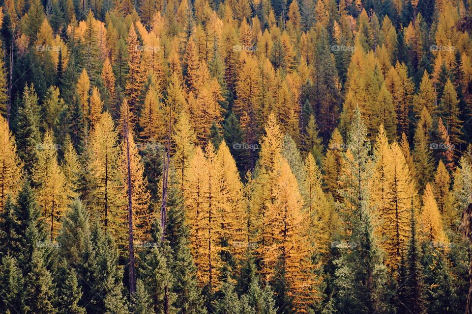 Autumn tamarack trees in Northern Idaho, USA.