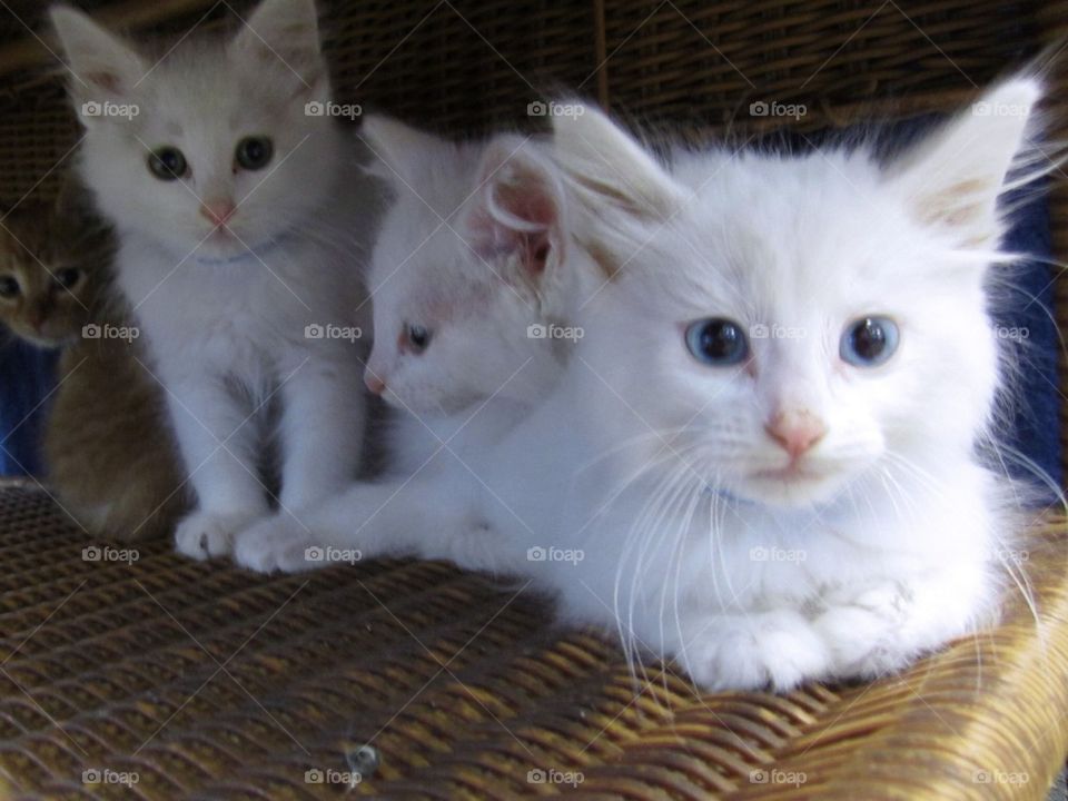 White Cats