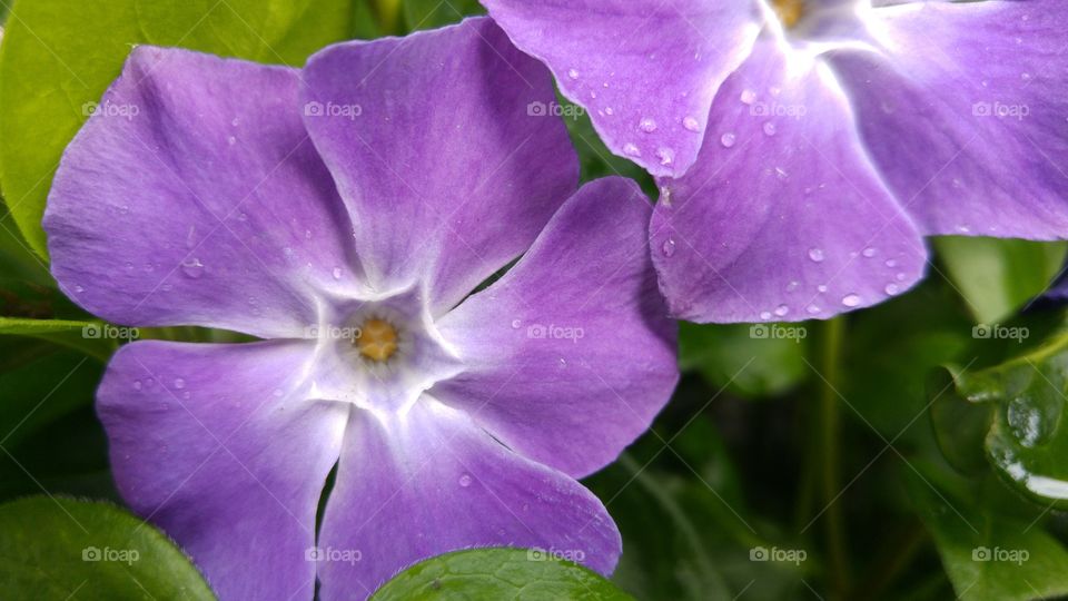 Close-up macro of purple blue periwinkle with dew drops