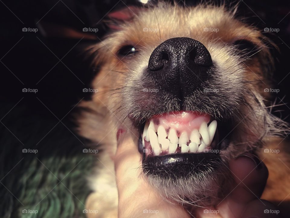 My cute angry little doggo 😁