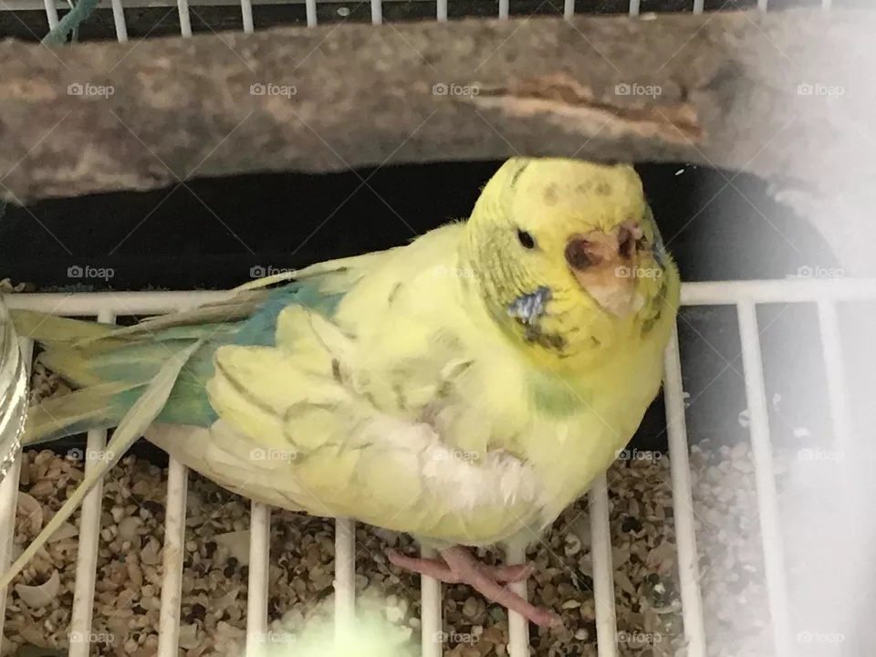 Scared but curious budgie