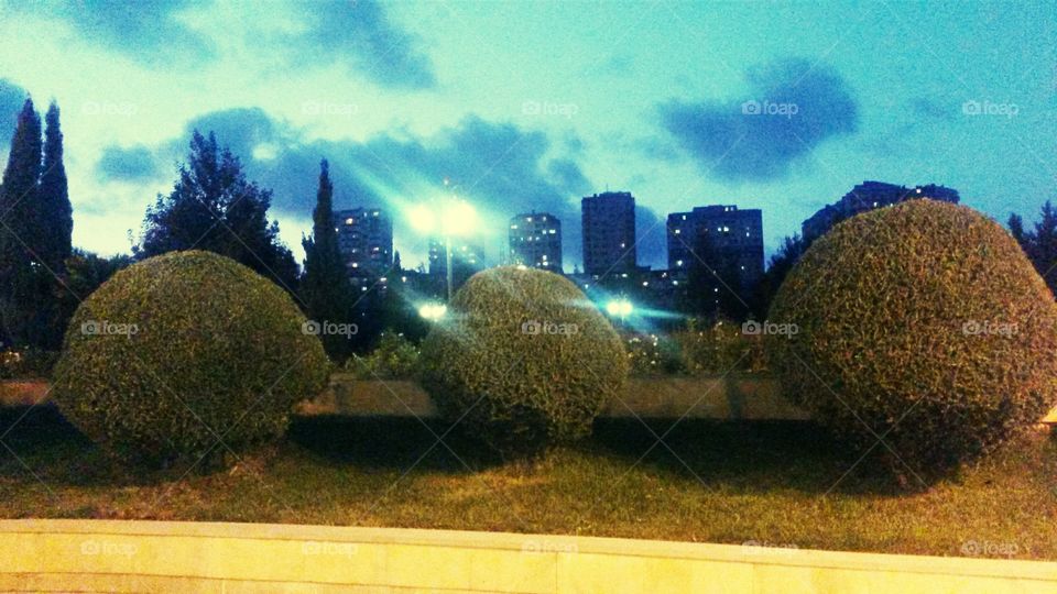 Tree, No Person, Landscape, City, Architecture