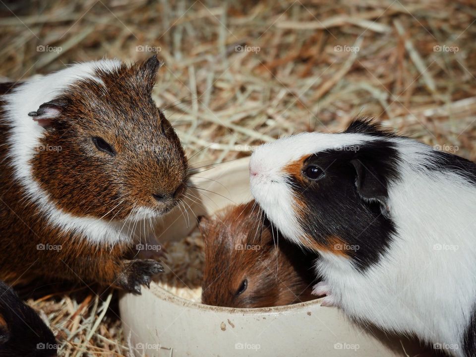 Guinea pigs