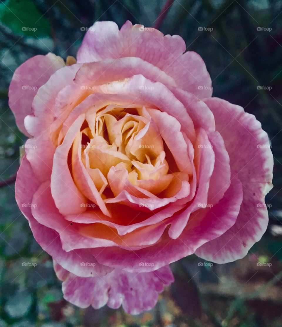 ‪🌺Fim de #cooper! ‬
‪Suado, cansado e feliz, alongando e curtindo a beleza das #flores. Eis nossa #roseira de botões com #cores vibrantes!‬
‪🏁‬