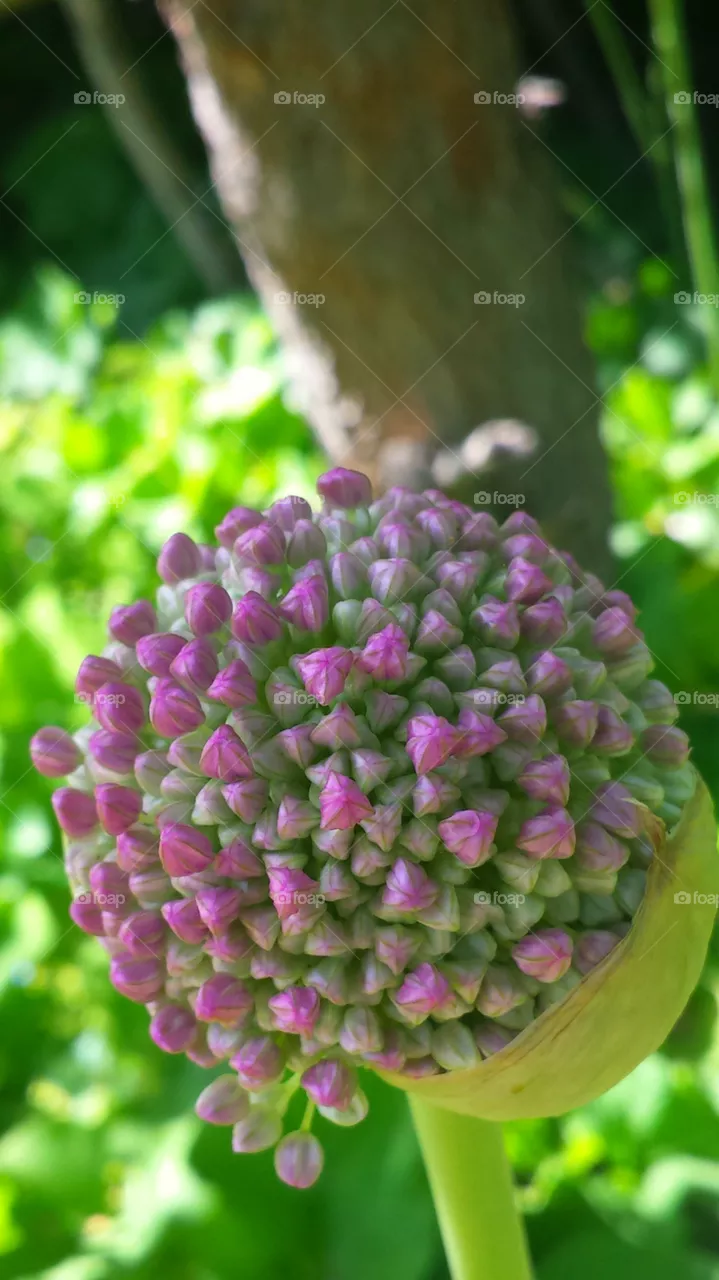 "Hydrangeas"