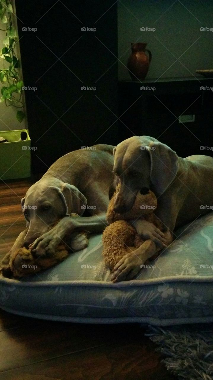 Weimaraners and their wubbies. My Weimaraners love to snuggle and chew their stuffies ("wubbies") every single night... for years!