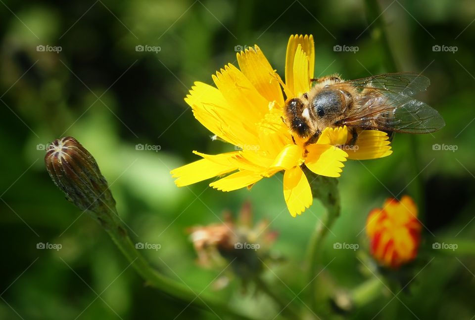 bee